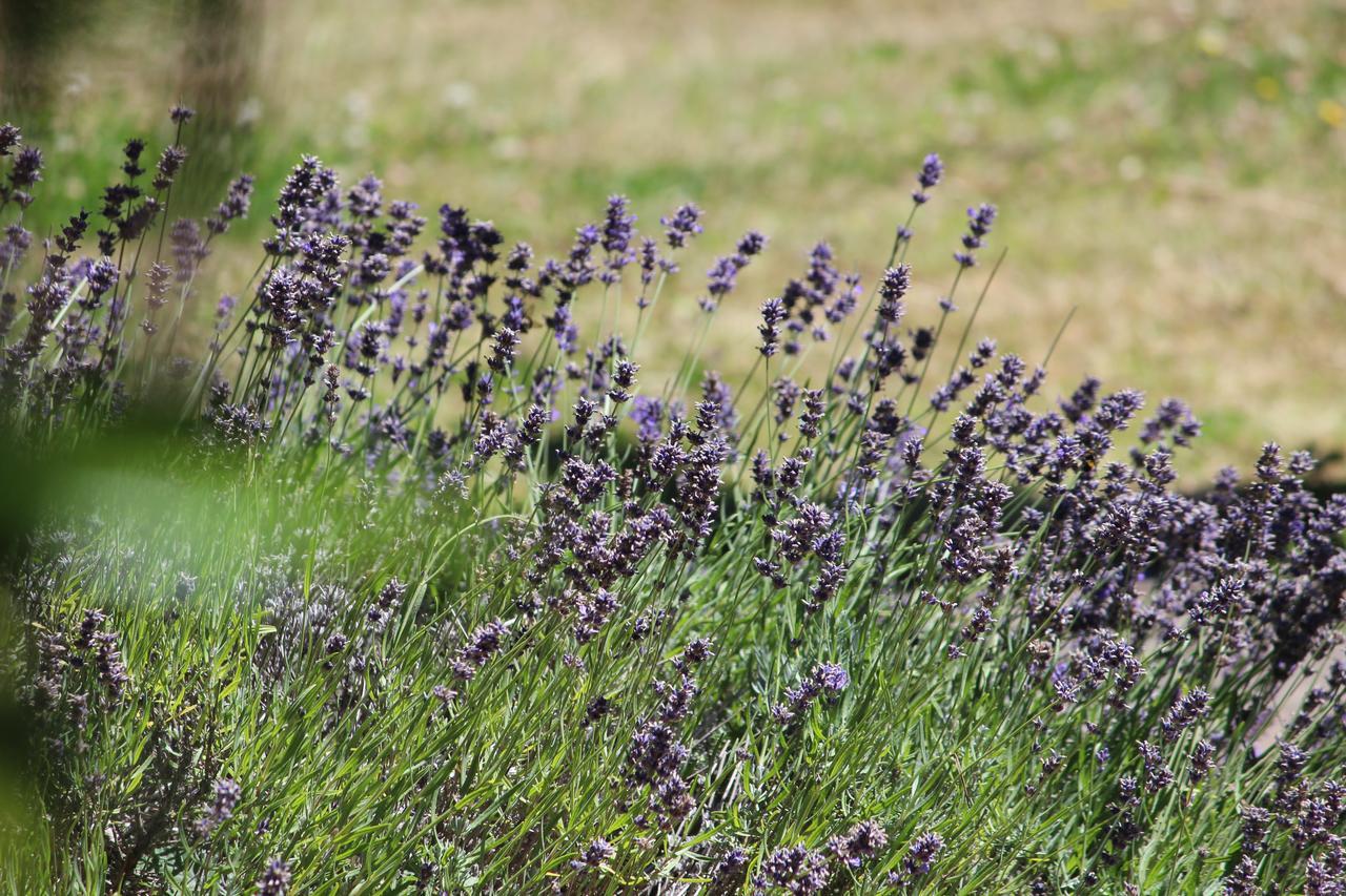 Shamrock Garden B&B Airport Christchurch Bagian luar foto